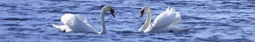 skinali-852